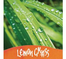 ONLINE Encre 15ml fleurer Lemon Grass, orange, 17067/3